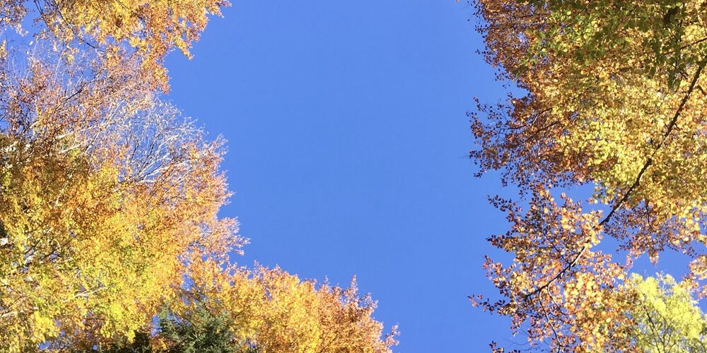 Fernwandern für die Sinne Ganservital